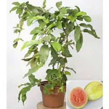 Perfect Guava Plant